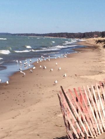 Walking Distance To Beach And Shops New Buffalo Exterior foto